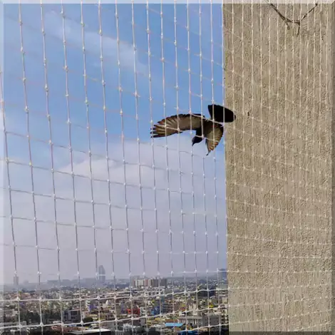 Bird Spikes Bangalore